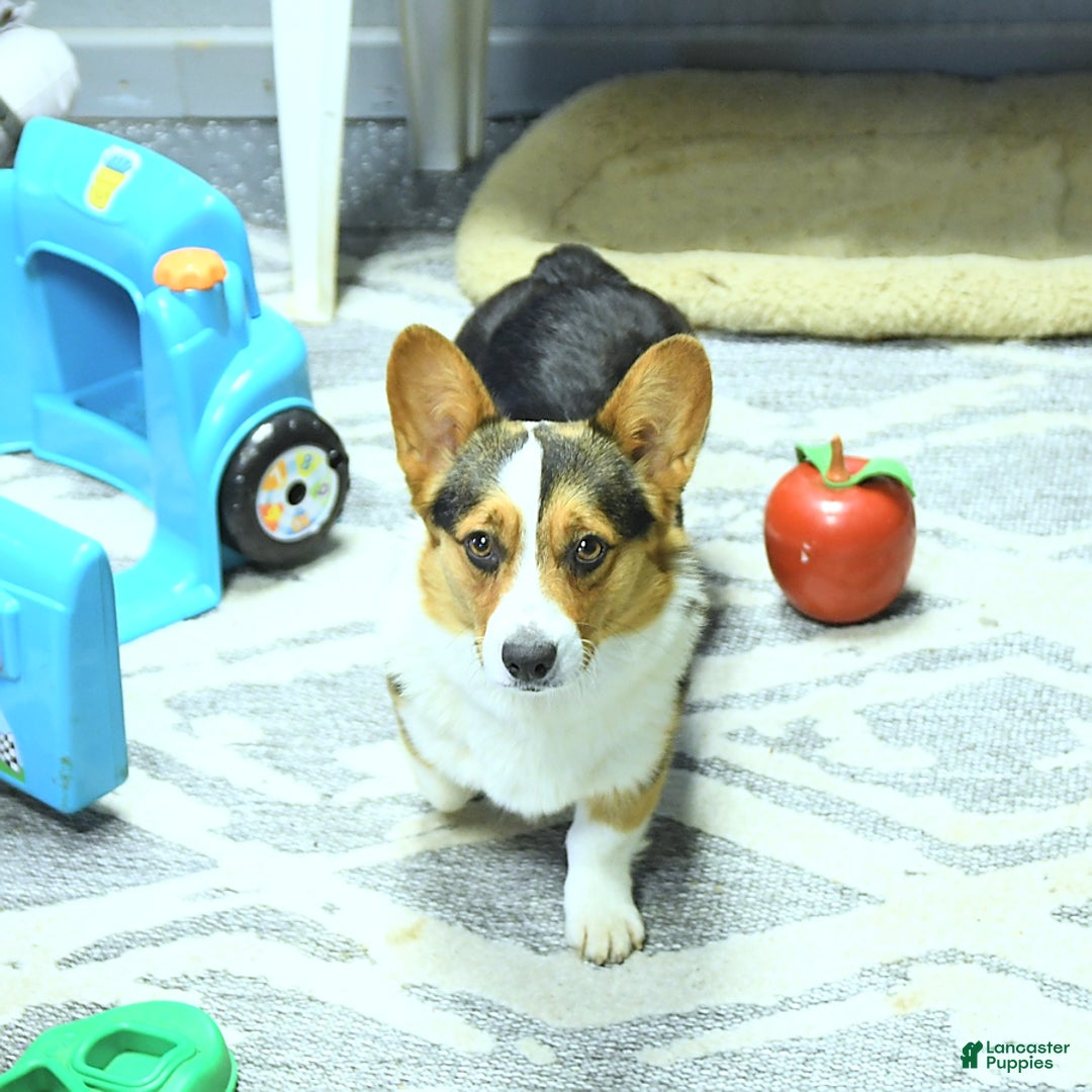 Welsh Corgi Pembroke dogs for sale: Roxy - Ad 6