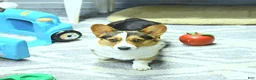 Welsh Corgi Pembroke dogs for sale: Roxy - Ad 16