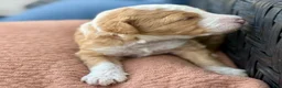 Bernedoodle dogs for sale: Pumpkin - Ad 6