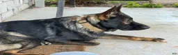 German Shepherd dogs for sale: Skys 1 year old puppy - Ad 5