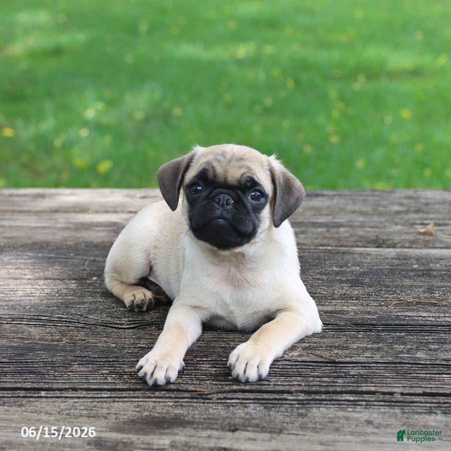 Pug dogs Luke - Ad 1