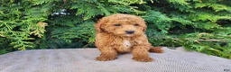 Mini Bernedoodle dogs for sale: Blake - Ad 2