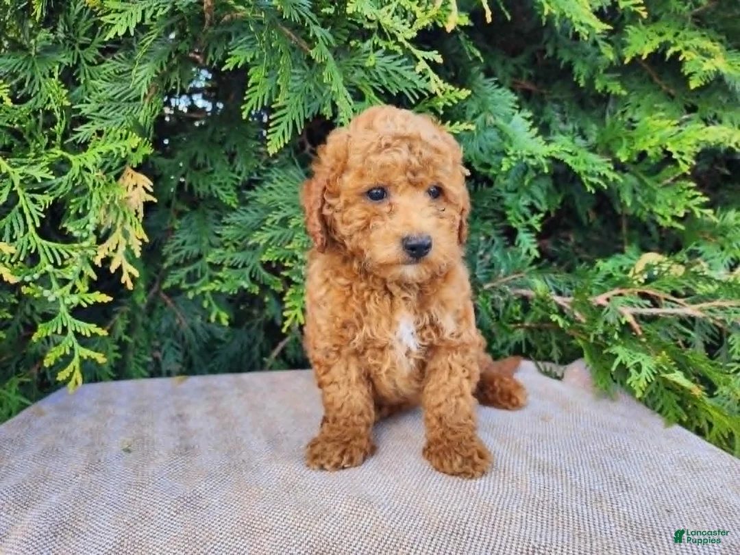 Mini Bernedoodle dogs for sale: Blake - Ad 2