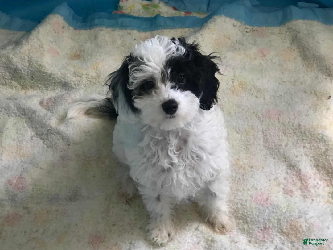 Cavapoo dogs for sale: Wendy - Ad 1