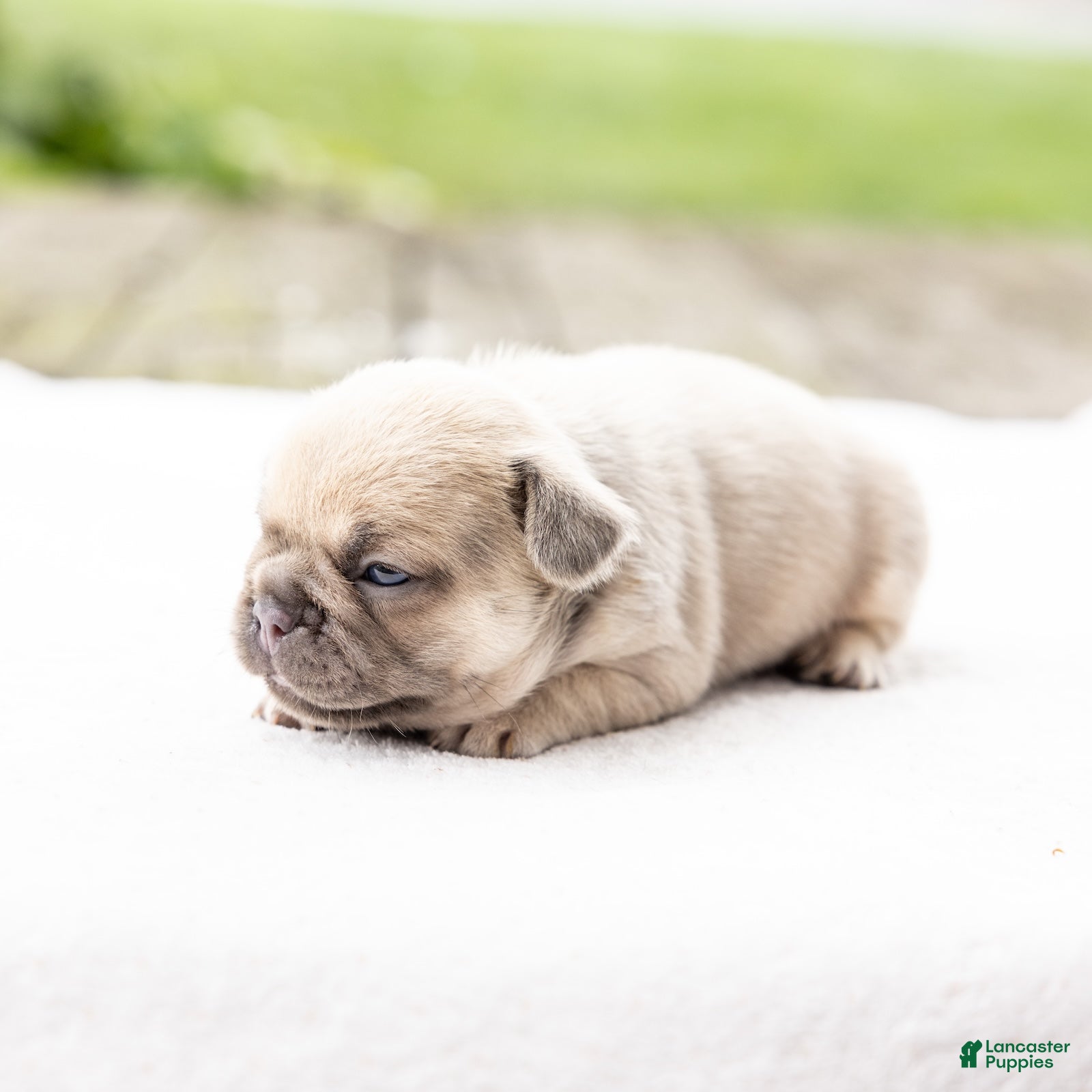 French Bulldog dogs MJ - Ad 2