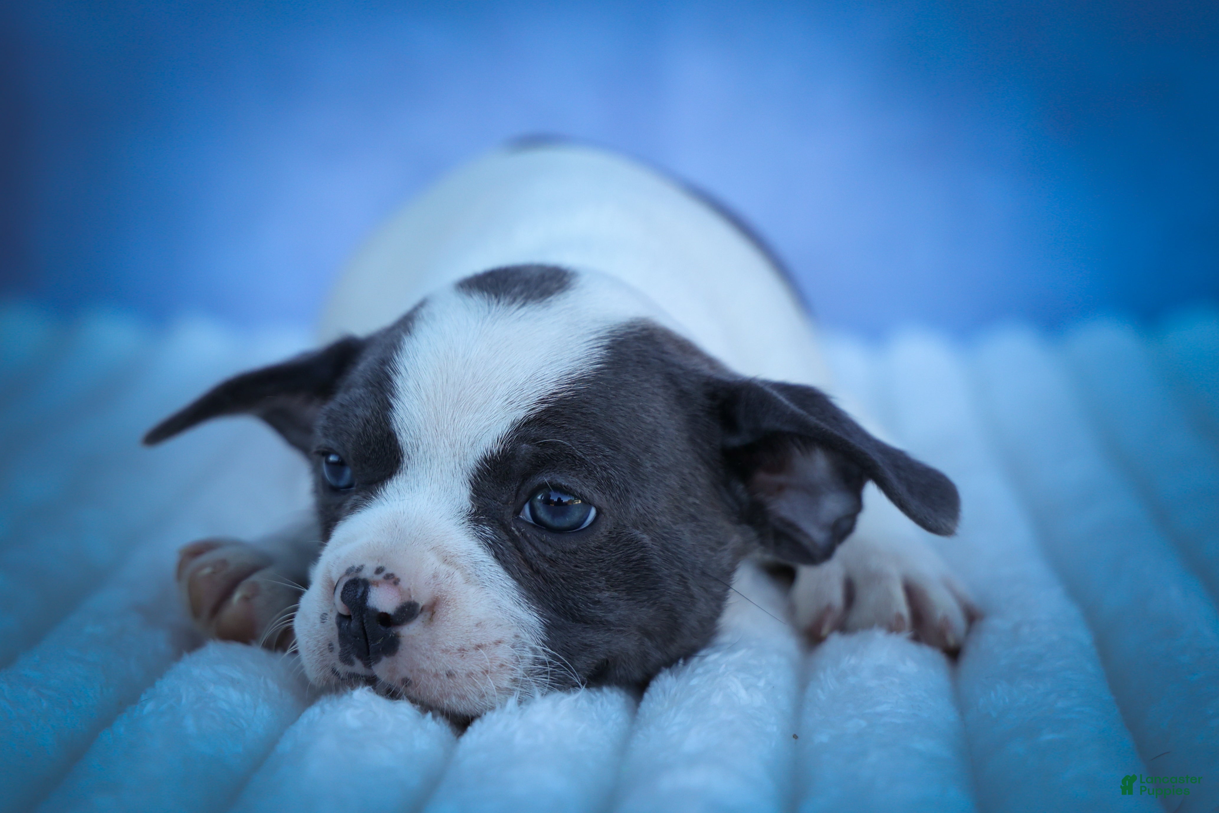 Frenchton dogs Quinto Bear - Ad 2
