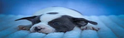 Frenchton dogs for sale: Quinto Bear - Ad 2