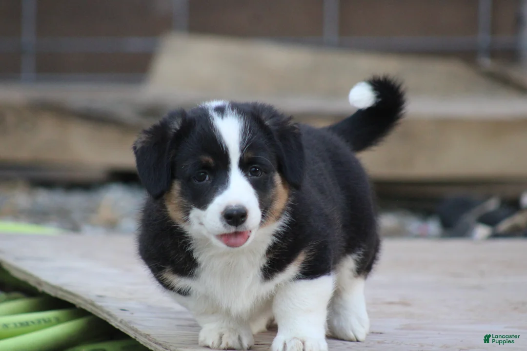 Mixed Breed dogs for sale: Sadie💗🐾 - Ad 1