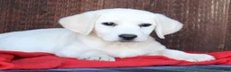 Labrador Retriever dogs for sale: Ginger- Champion lines - Ad 1