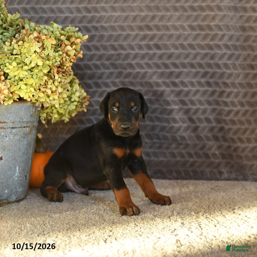 Doberman Pinscher dogs Echo - Ad 2