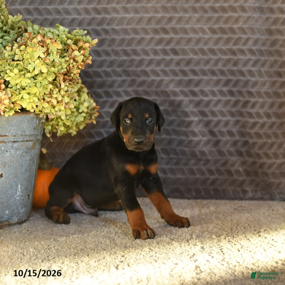 Doberman Pinscher dogs for sale: Echo - Ad 2
