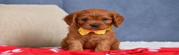 Cavapoo dogs for sale: Fiona - Ad 5