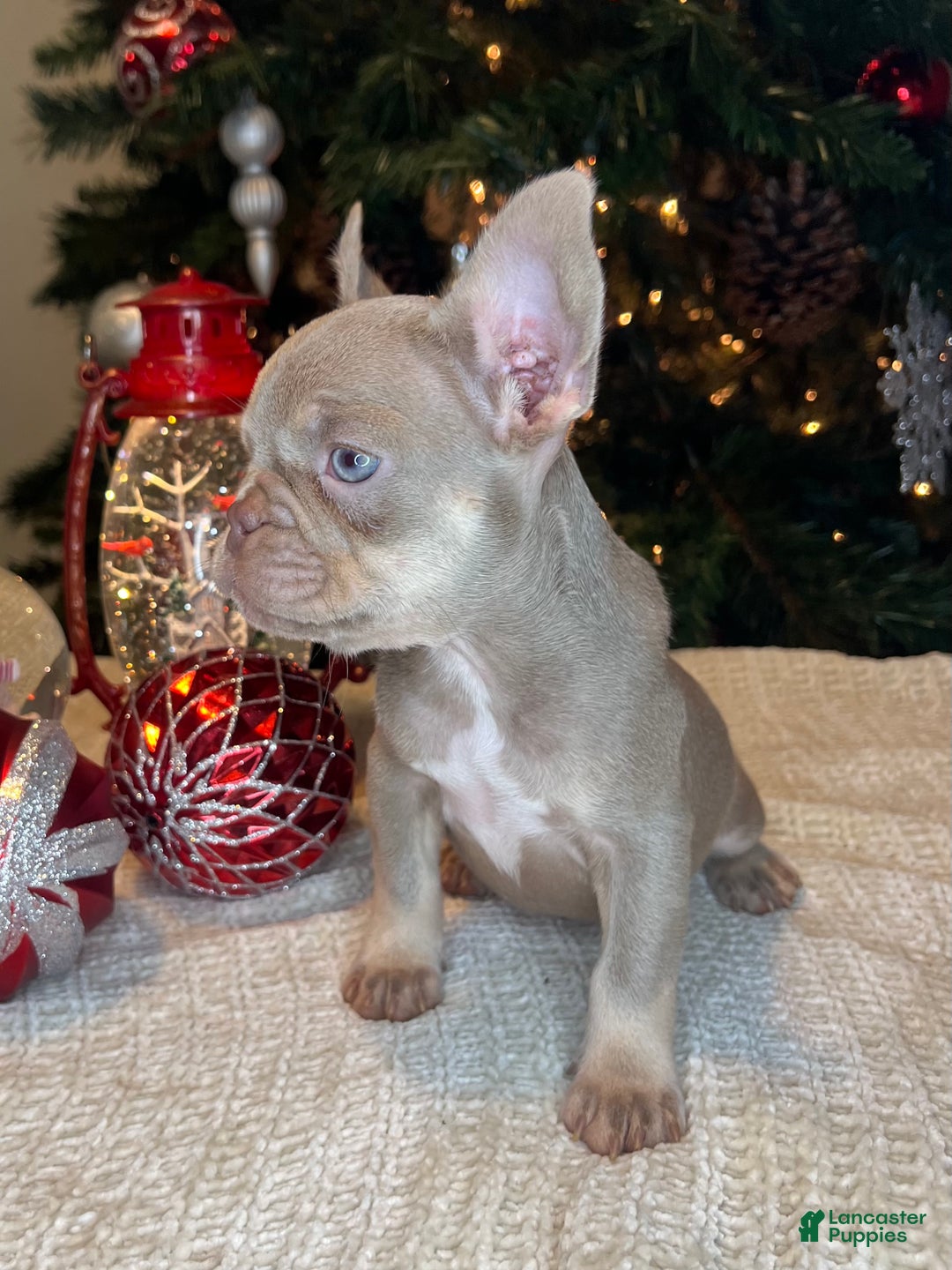 French Bulldog dogs for sale: Reese’s Akc - Ad 16