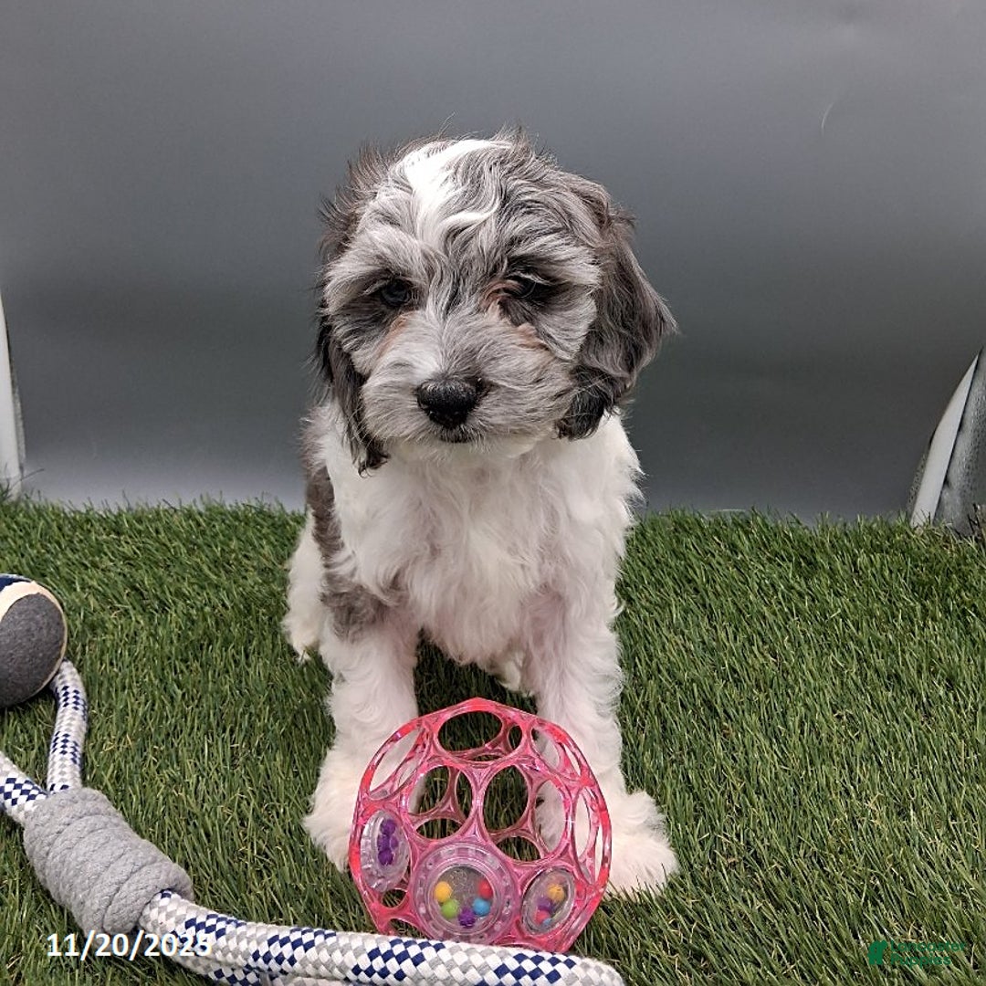 Cockapoo dogs for sale: Twila - Ad 5