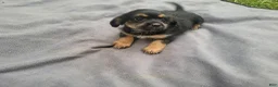 Morkie dogs for sale: Angie - Ad 5