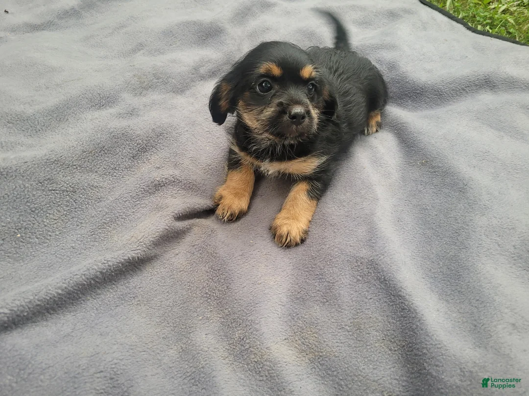 Morkie dogs for sale: Angie - Ad 5