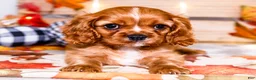 Cavalier King Charles Spaniel dogs for sale: Jimmie - Ad 1