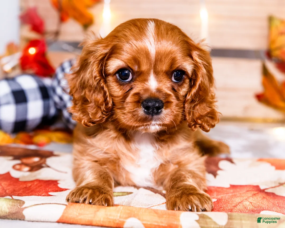 Cavalier King Charles Spaniel dogs for sale: Jimmie - Ad 1