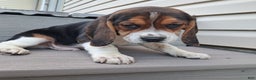 Beagle dogs for sale: HANK - Ad 1