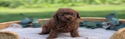 Toy Poodle dogs for sale: Chloe - Ad 8