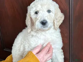 Goldendoodle dogs Sophie - Ad 16