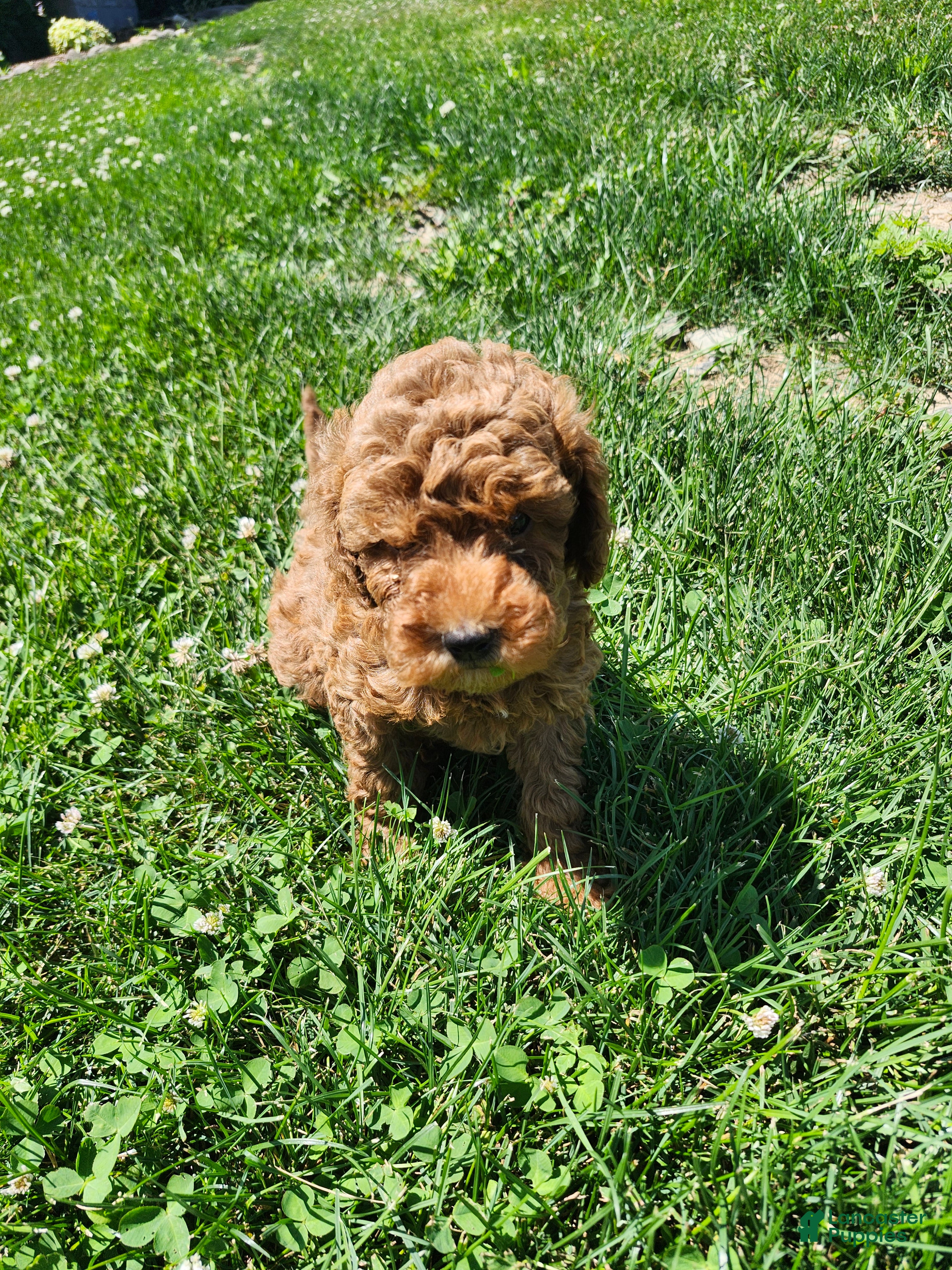 Miniature Poodle dogs Bruce  - Ad 2