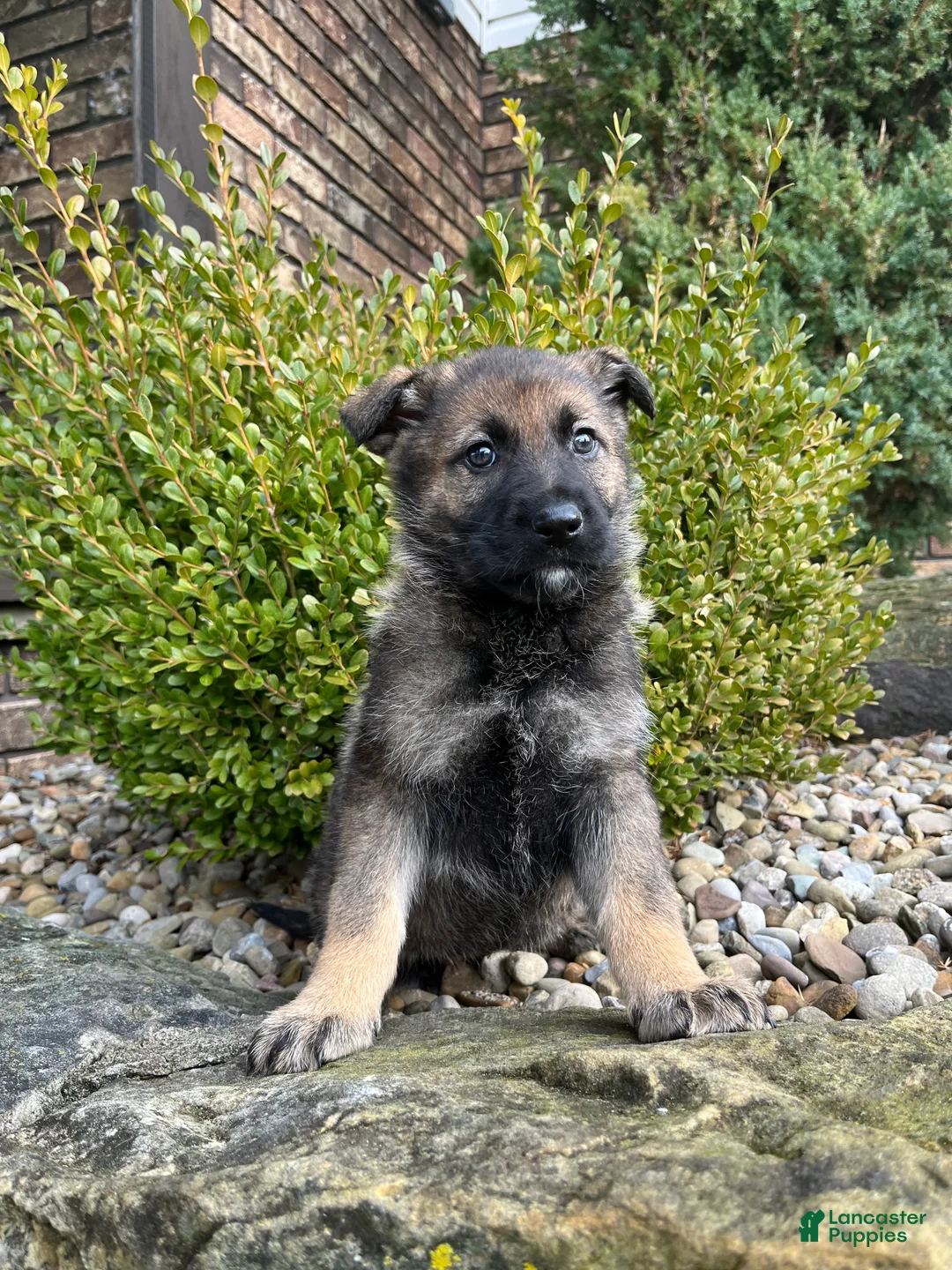 German Shepherd dogs for sale: Tessa - Ad 2