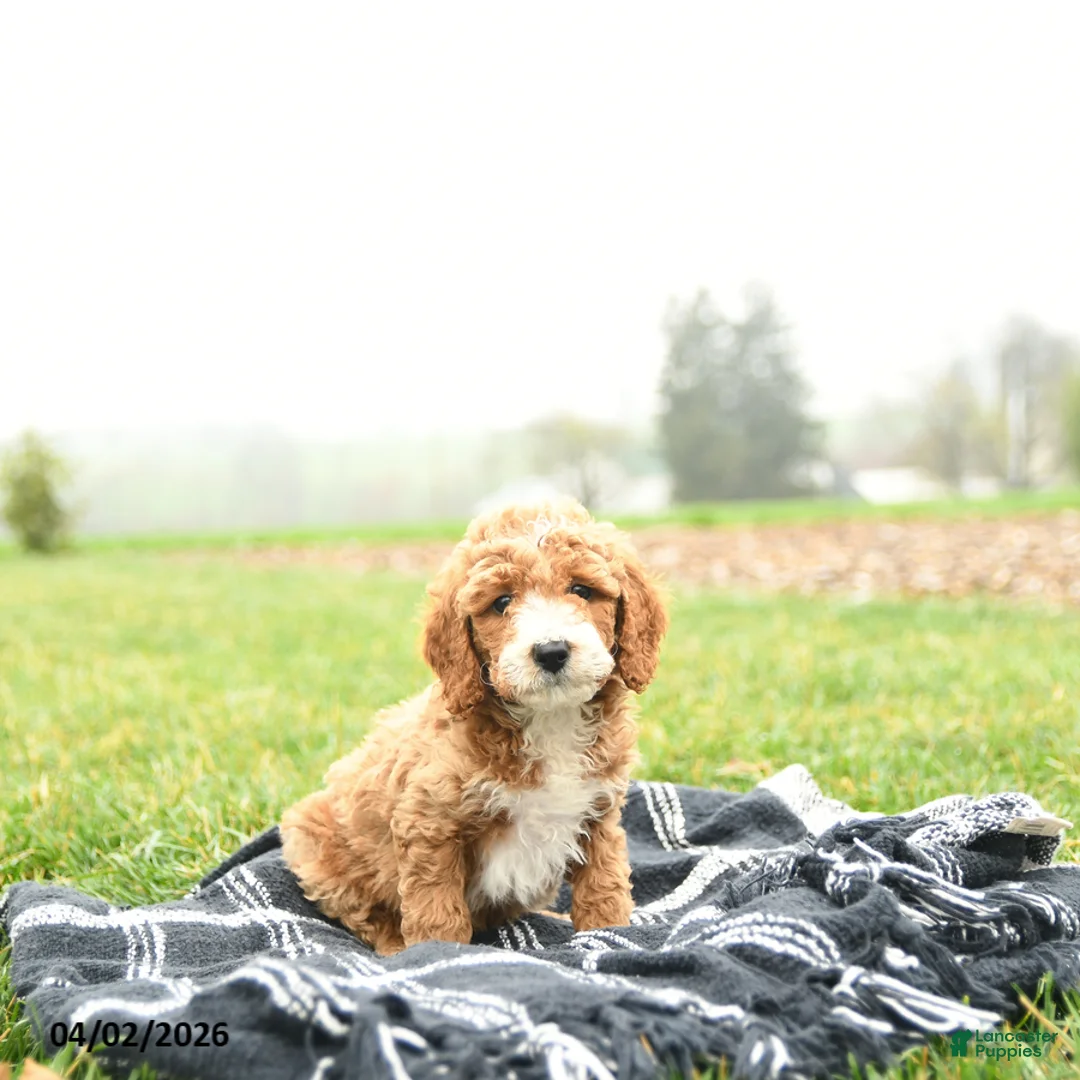 Mini Goldendoodle dogs for sale: Thunder - Ad 1