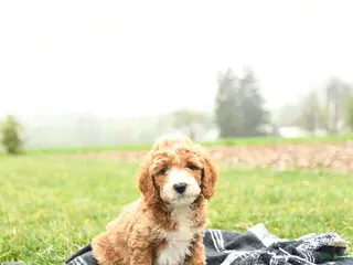 Mini Goldendoodle dogs for sale: Thunder - Ad 1