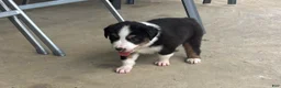 Miniature Australian Shepherd dogs for sale: #5 Black Tri Male - Ad 6