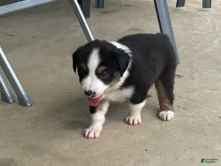 Miniature Australian Shepherd dogs #5 Black Tri Male - Ad 25