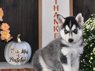 Gerberian Shepsky dogs - Ad 27