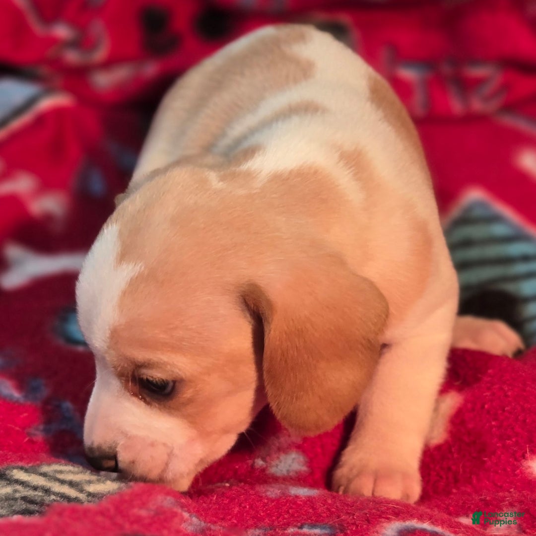 Beagle dogs for sale: Sage Queen Elizabeth Pocket Beagle - Ad 10