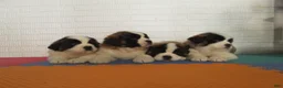 Saint Bernard dogs for sale: RAYDOE - Ad 2