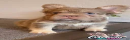 French Bulldog dogs for sale: FENDI - Isabella Tan Fluffy in Cali, USA Delivery & Financing Options! - Ad 4