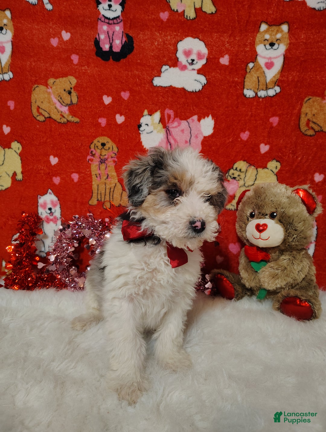 Mini Bernedoodle dogs for sale: Zoe - Ad 6