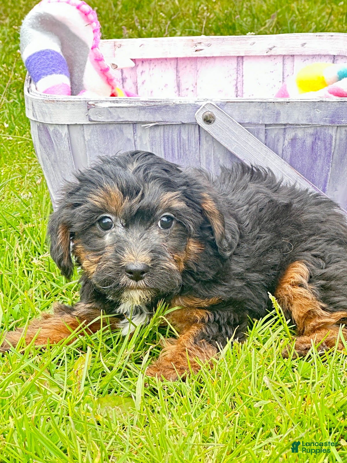 Yorkiepoo dogs Yorkiepoo Patrick - Ad 42