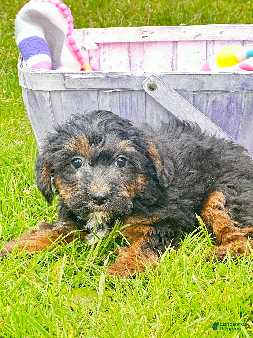 Yorkiepoo dogs for sale: Yorkiepoo Patrick - Ad 1