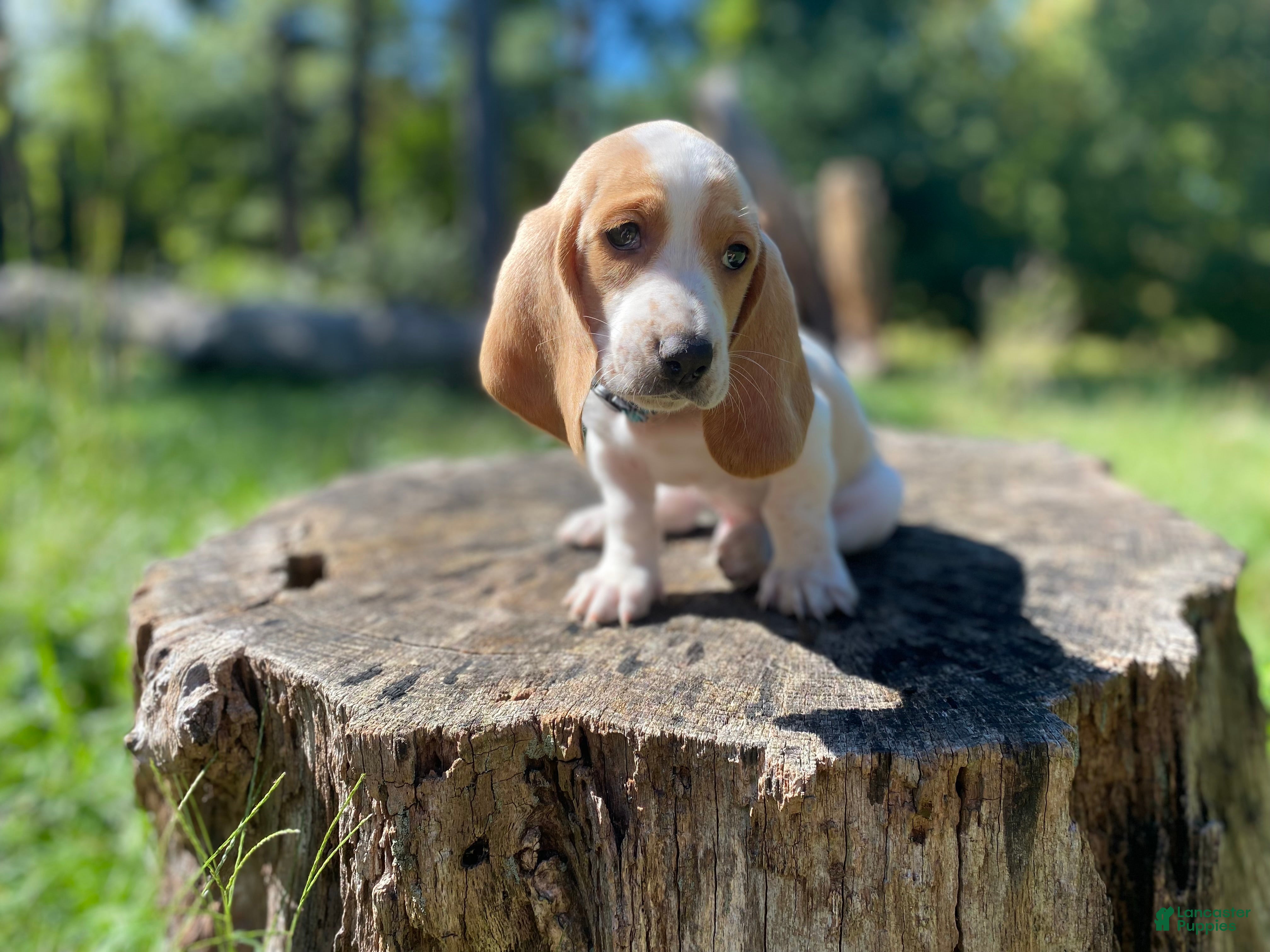 Basset Hound dogs Scout - Ad 1