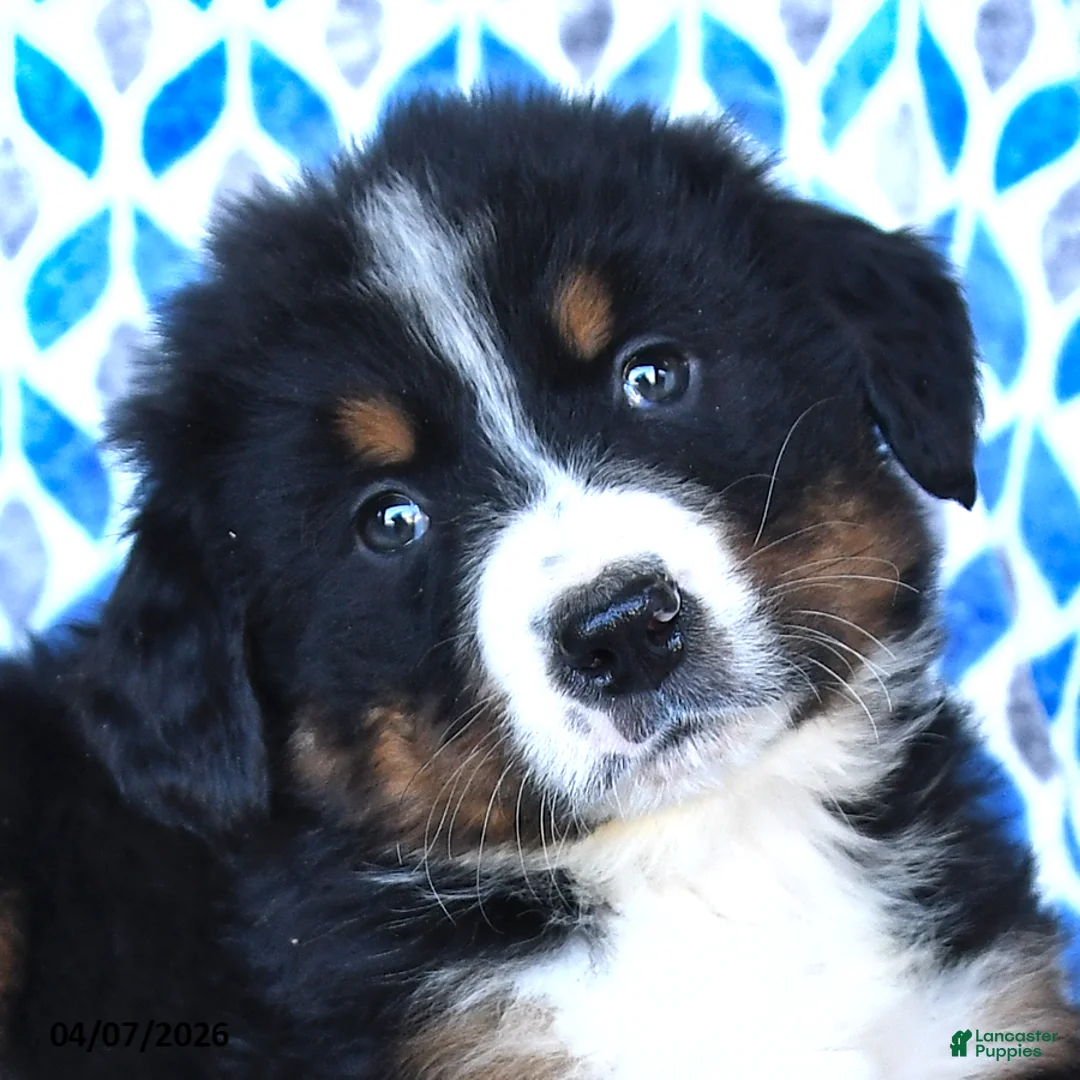Bernese Mountain Dog dogs for sale: Jax - Ad 2