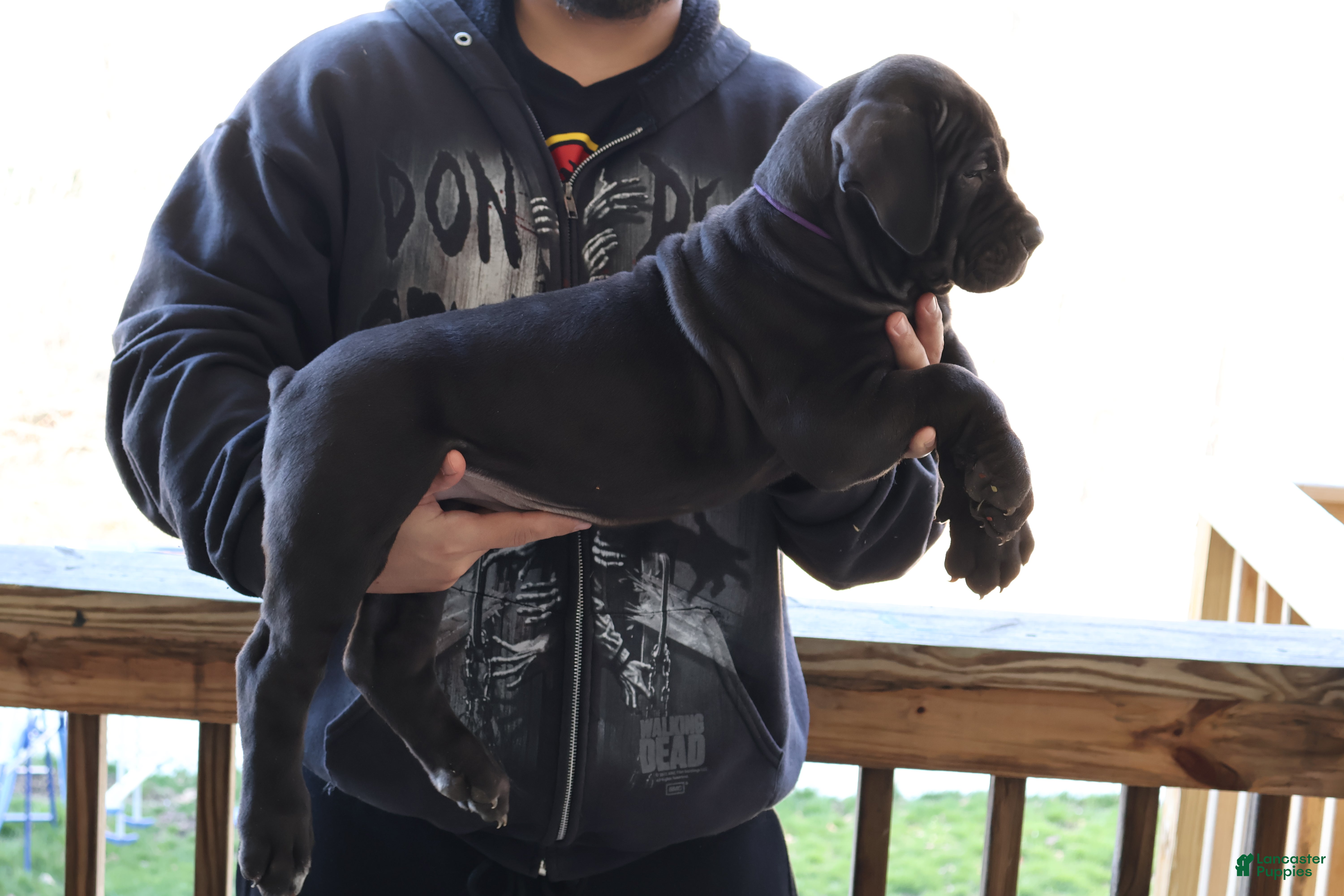 South African Boerboels dogs Purple - Ad 2