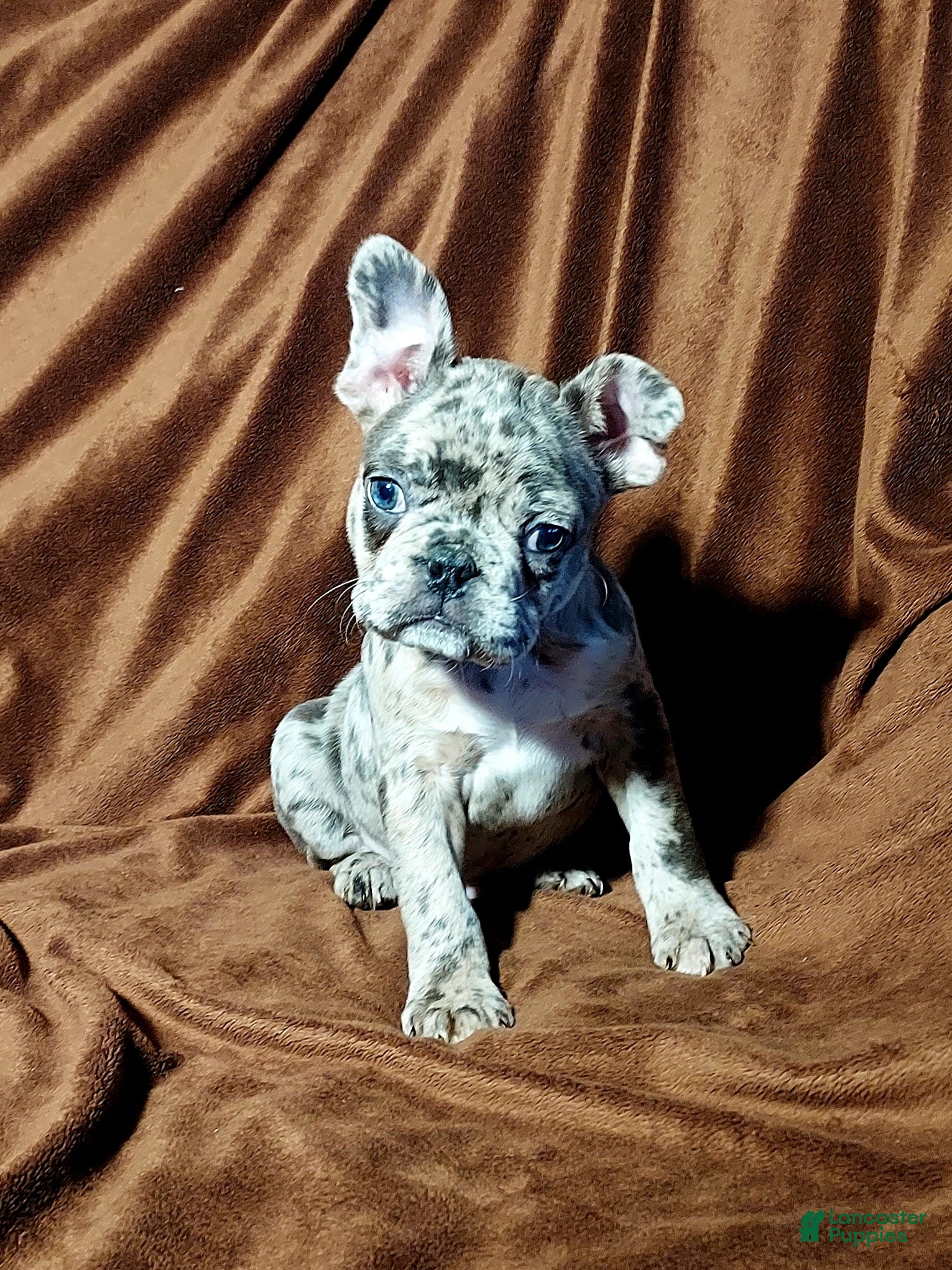 Frenchton dogs Jase - Ad 41