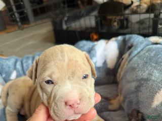 American Bully dogs - Ad 13