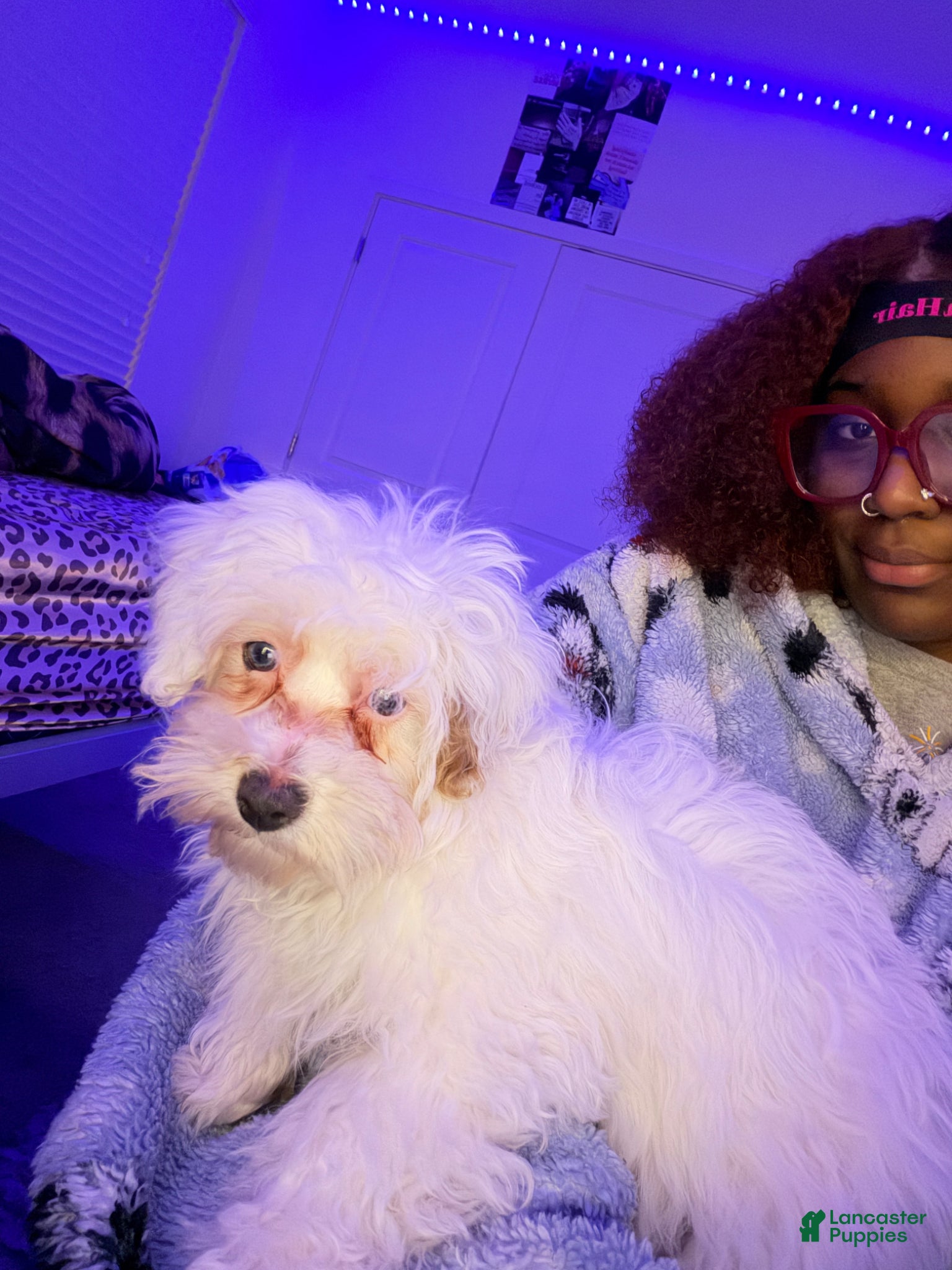 Maltipoo dogs Maltipoo Puppy 1 - Ad 2