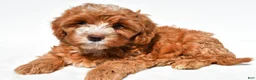Cavapoo dogs for sale: Joshua - Ad 6