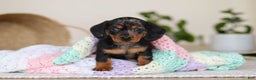 Miniature Dachshund dogs for sale: Ivy - Ad 13