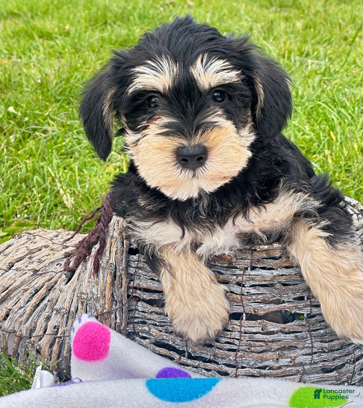 Miniature Schnauzer dogs Miniature Schnauzer Missy - Ad 41