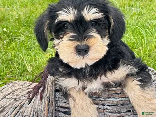 Miniature Schnauzer dogs Miniature Schnauzer Missy - Ad 41