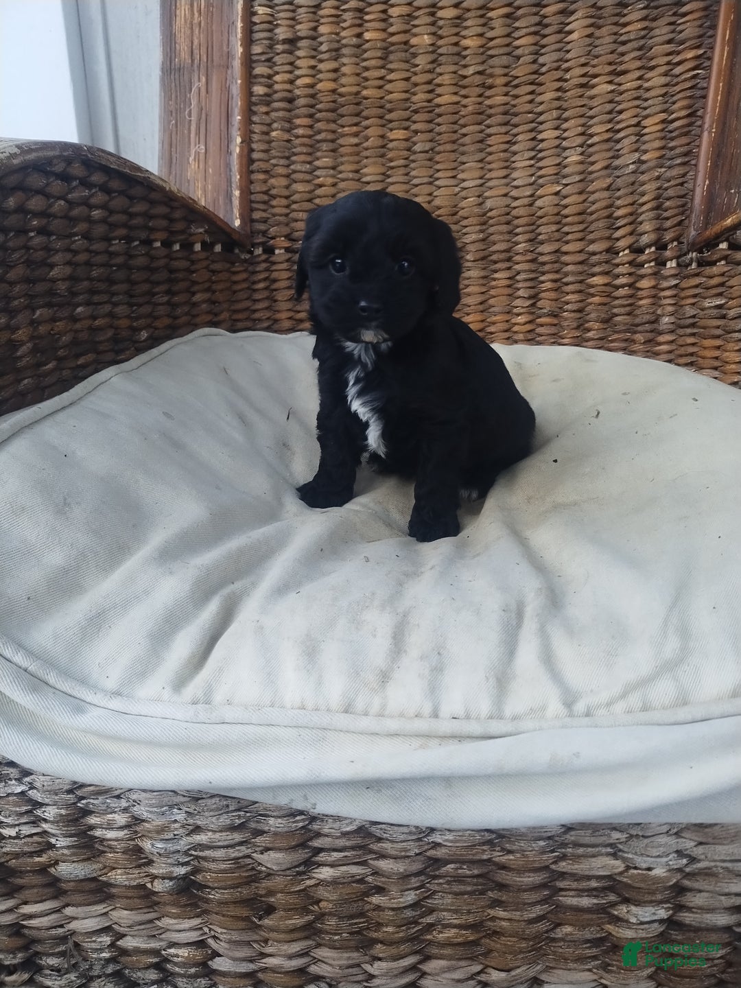 Cavapoo dogs for sale: Violet  - Ad 3