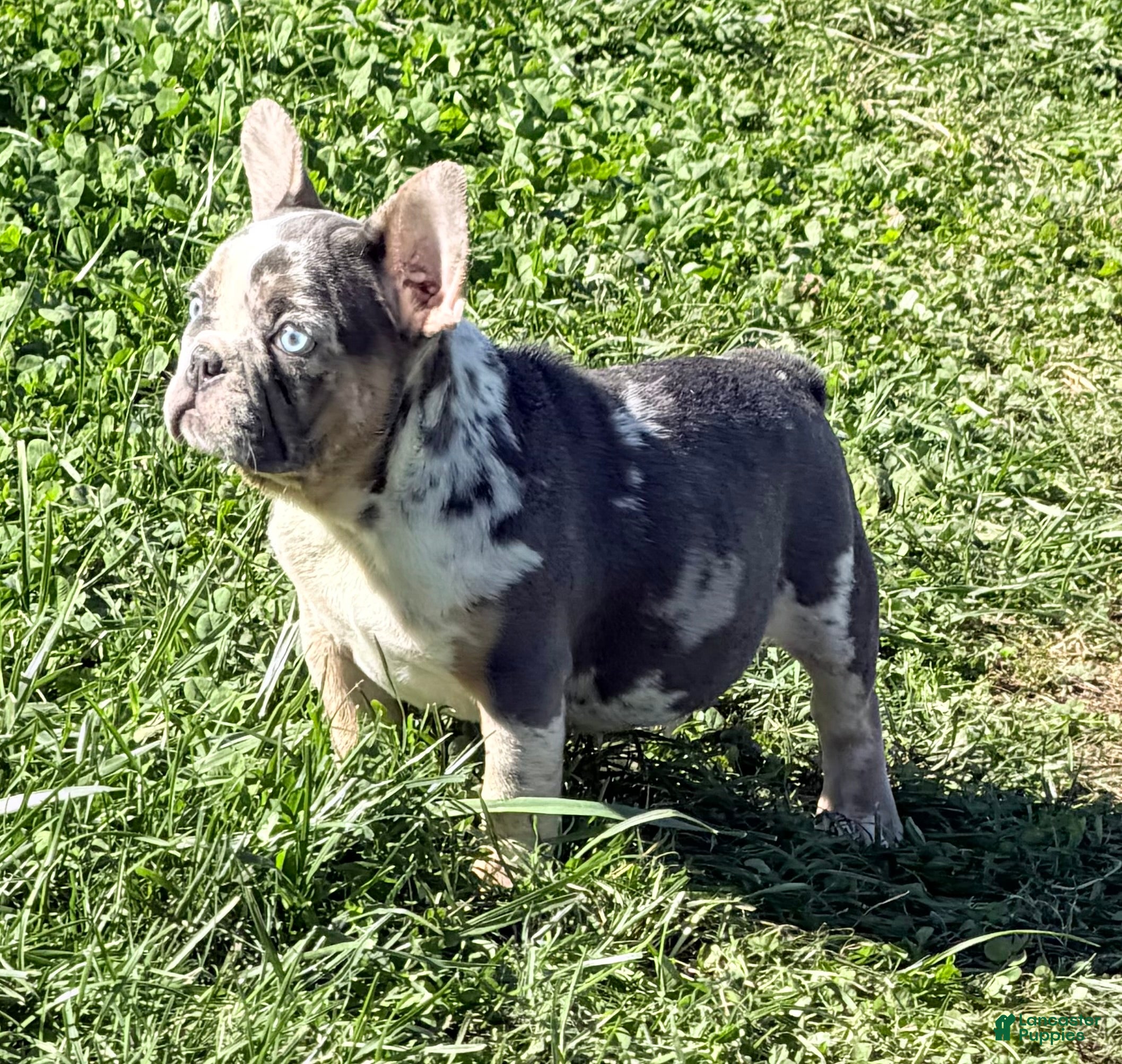 French Bulldog dogs Maggie - Ad 2